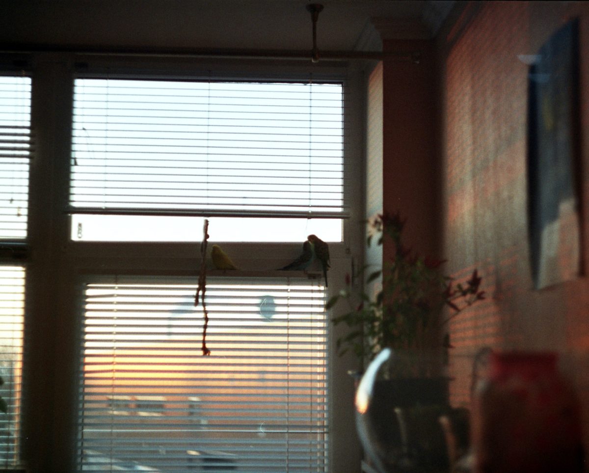 A shot of a multicolored sky through blinds.