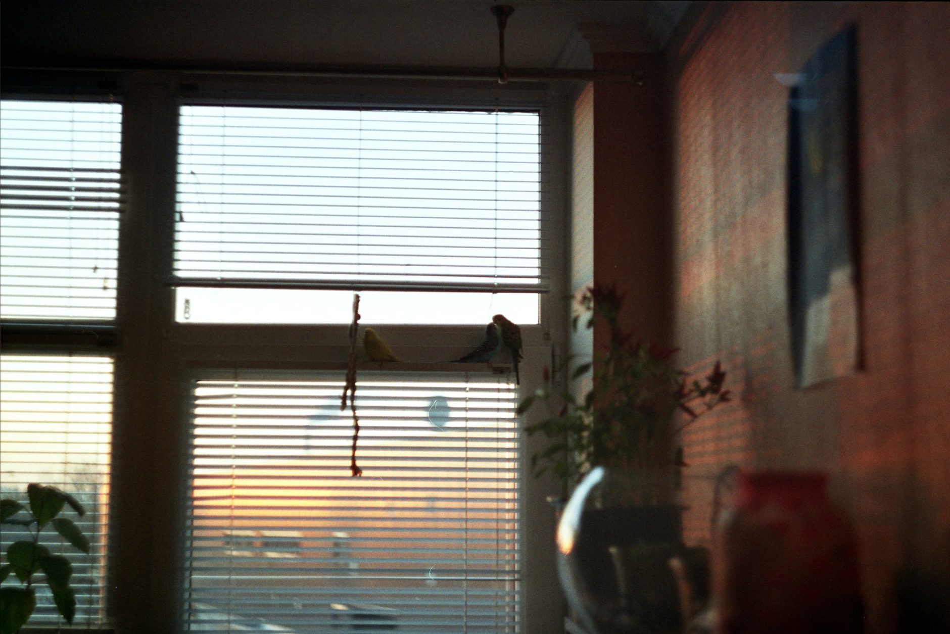 A shot of a multicolored sky through blinds.